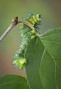 Caterpillar on crab apple Royalty Free Stock Photo
