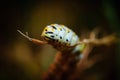 Caterpillar crawling