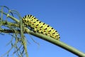 A caterpillar crawling on the branch Royalty Free Stock Photo