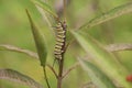 Caterpillar crawling on a branch