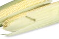 Caterpillar crawling on the cob of sweet corn Royalty Free Stock Photo