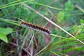 Caterpillar crawling on green grass
