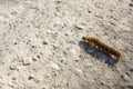 Caterpillar crawling on the ground, African mopane worm Royalty Free Stock Photo