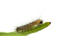 Caterpillar crawling on leaf edge Royalty Free Stock Photo