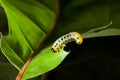 Caterpillar crawling on oak leaf Royalty Free Stock Photo