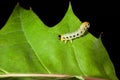 Caterpillar crawling on oak leaf Royalty Free Stock Photo