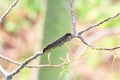 A caterpillar crawls on a branch stripped clean of all foliage Royalty Free Stock Photo