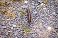 The caterpillar crawls close-up on small pebbles Royalty Free Stock Photo