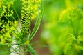 Caterpillar crawls on fresh green dill. Royalty Free Stock Photo