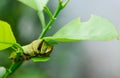 A Caterpillar crawls on a Lime Tree Royalty Free Stock Photo