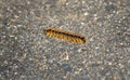 A caterpillar crossing an asphalt walkway.