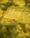 Caterpillar crossing the leaf