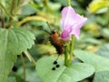 Caterpillars are the larval stage of members of the order Lepidoptera.