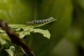 Caterpillar of a Cutworm Moth on a Sweet Basil Royalty Free Stock Photo