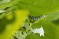Caterpillar of a Cutworm Moth on a Sweet Basil