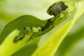 Caterpillar of a Cutworm Moth on a Sweet Basil Royalty Free Stock Photo