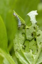 Caterpillar of a Cutworm Moth on a Sweet Basil Royalty Free Stock Photo