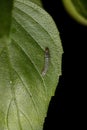 Caterpillar of a Cutworm Moth on a Sweet Basil Royalty Free Stock Photo