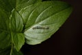 Caterpillar of a Cutworm Moth on a Sweet Basil Royalty Free Stock Photo