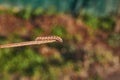 Caterpillar cutworm, or noctuid moth (lat. Noctuidae).