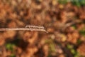 Caterpillar cutworm, or noctuid moth (lat. Noctuidae).