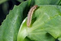 Caterpillar of Cydia nigricana the pea moth, family Tortricidae. It common pest of pea crops.