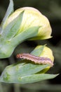 Caterpillar of Cydia nigricana the pea moth, family Tortricidae. It common pest of pea crops.