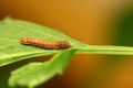 Caterpillar Crawl on Dahlia Leaf 04