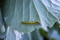 The caterpillar devours green cabbage leaves. A worm on a cabbage close-up Royalty Free Stock Photo