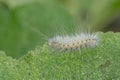 A caterpillar with dew coated bristly hairs