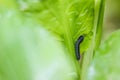 Caterpillar of Diamond back larvae Plutella xylostella feeding on a cabbage leaf