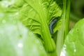 Caterpillar of Diamond back larvae Plutella xylostella feeding on a cabbage leaf