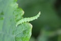 Caterpillar of Diamond-back moth (Plutella xylostella).