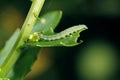 Caterpillar of Diamond-back moth (Plutella xylostella).