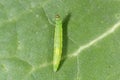 Caterpillar of Diamond-back moth (Plutella xylostella).