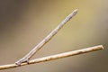 caterpillar disguised wand. macro. background.