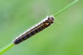 Caterpillar of drinker on bent