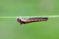 Caterpillar of drinker on bent