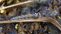 Caterpillar of Drinker on dry grass