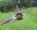 Caterpillar of Drinker-moth Royalty Free Stock Photo