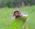 Caterpillar of Drinker-moth