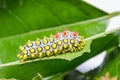 Caterpillar of Drury's Jewel moth