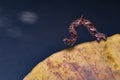 caterpillar is on dry leaf with dark background. Royalty Free Stock Photo