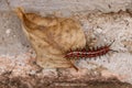 Caterpillar and dry leaf on the ground Royalty Free Stock Photo