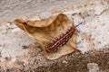 Caterpillar on dry leaf outdoors Royalty Free Stock Photo