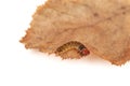 Caterpillar on a dry leaf Royalty Free Stock Photo