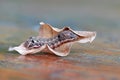 Caterpillar with dry leaf on wooden table. the larva of a butterfly or moth. Royalty Free Stock Photo