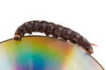 Caterpillar on a DVD Royalty Free Stock Photo