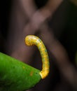 Caterpillar of Dysphania militaris moths Royalty Free Stock Photo