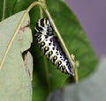 Caterpillar of Eastern Black Swallowtail changing to Chrysalis Royalty Free Stock Photo